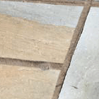 mocha sandstone paving suppliers
