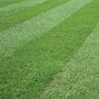 Fine-leaved Classic Turf supplied by Prostone in Essex